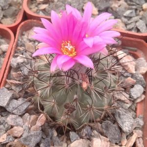 Gymnocactus viereckii L1159