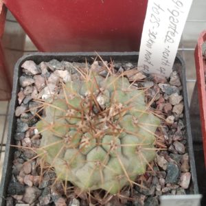 Copiapoa gigantea