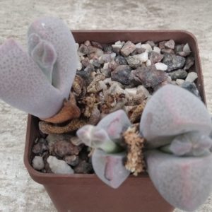 Dinteranthus microspermus -Sperlingsputs- 3 голови, 10+ years-