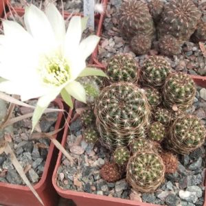 Lobivia arachnacantha v. nigra f. albіflora -дітки-