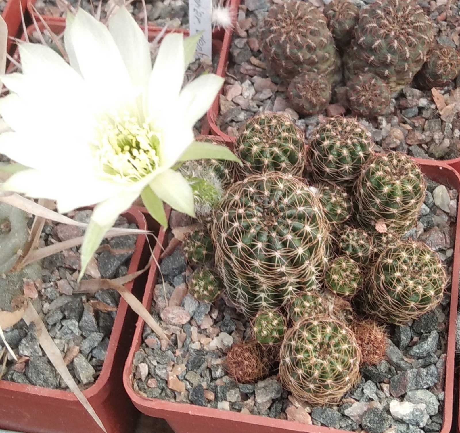 Lobivia arachnacantha v. nigra f. albіflora -дітки-