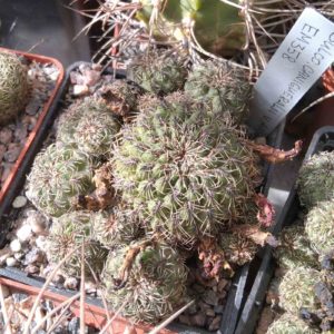 Sulcorebutia canigueralii EM358 -15років-
