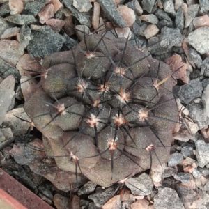 Copіаpoa  marginata -Mooro Copiapo-