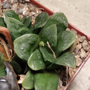 Haworthia cv."Chevagri"
