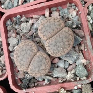 Lithops fulviceps -Koehres- s