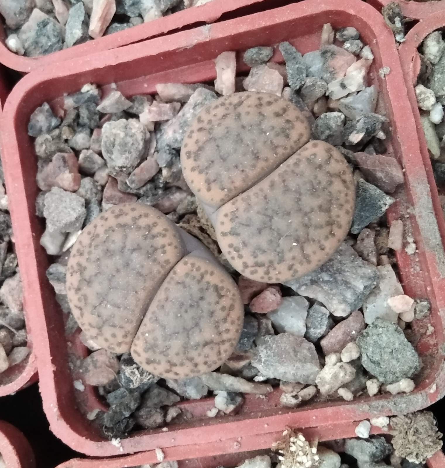 Lithops fulviceps -Koehres- s
