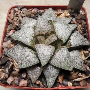 Haworthia picta cv. "Okubo" -Japan-