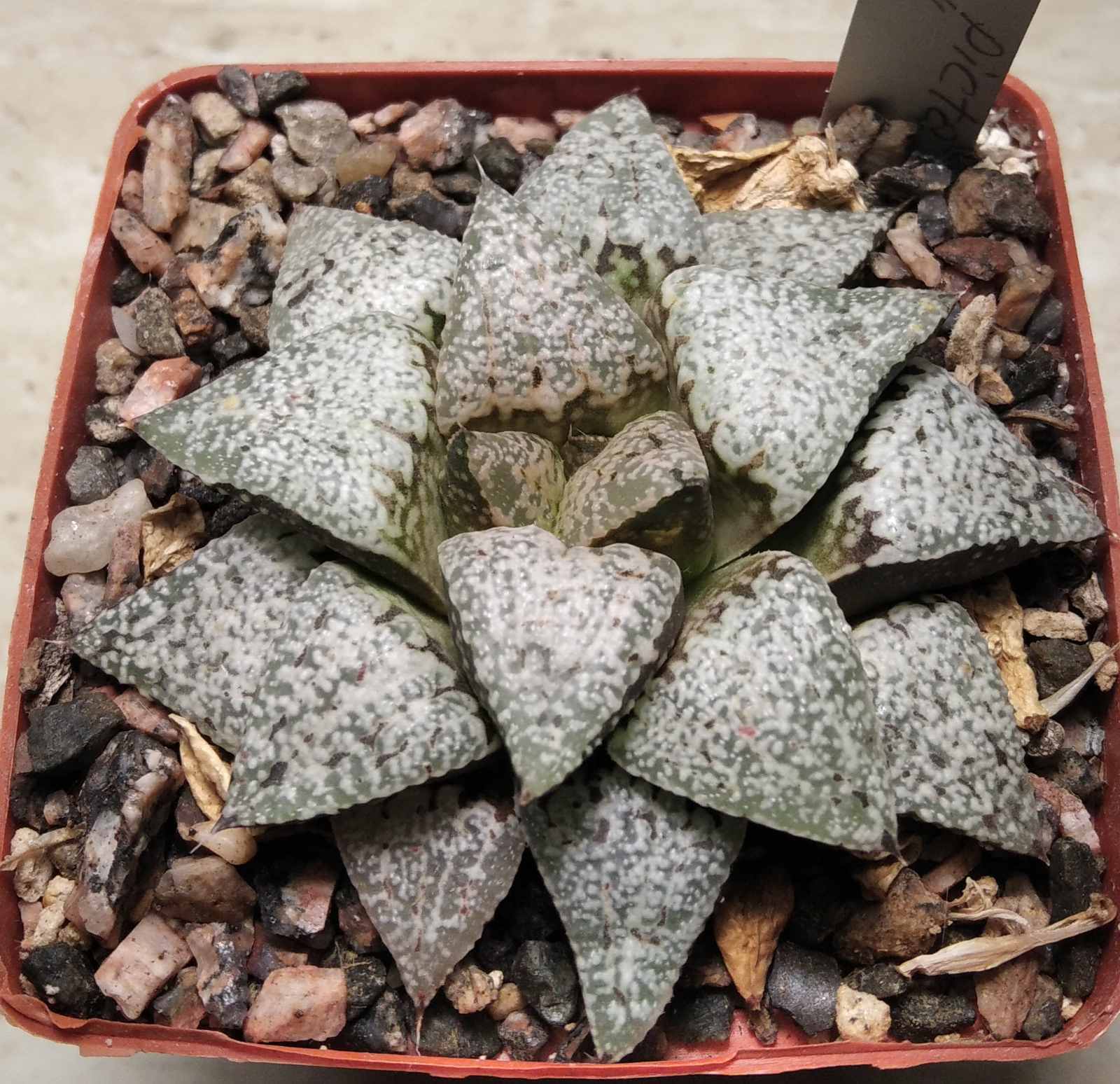 Haworthia picta cv. "Okubo" -Japan-