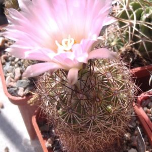 Coryphantha palmeri SB1080 -MG-
