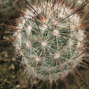 Mamillaria tetranzistra MG насіння