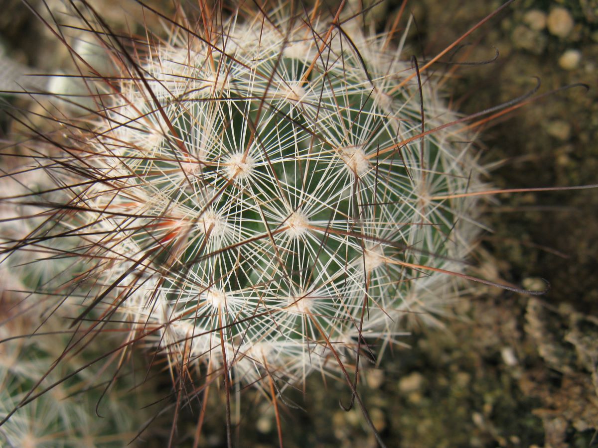Mamillaria tetranzistra MG насіння