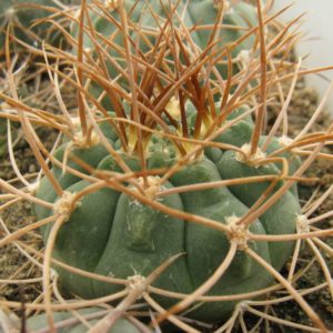 Gymnocalycium polycephalum f n LF24 насіння
