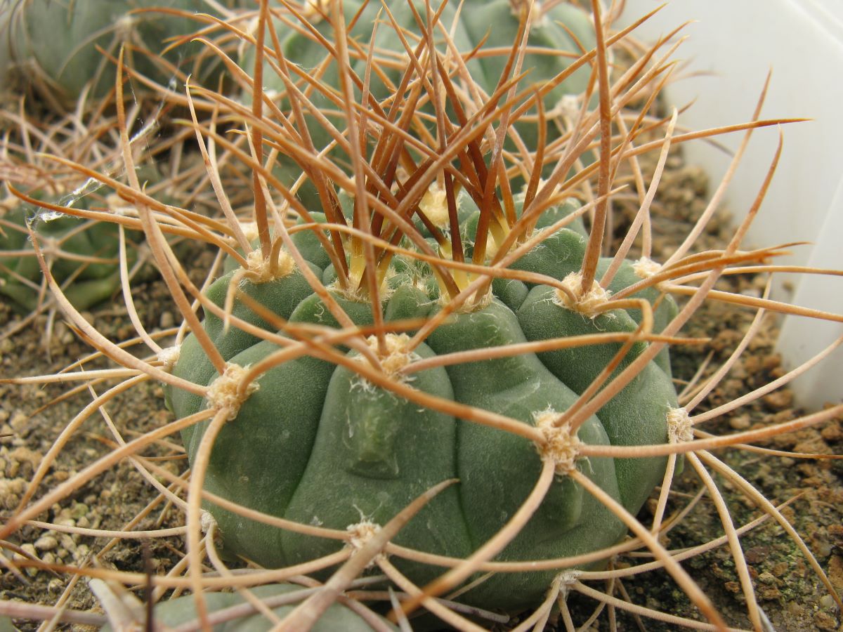 Gymnocalycium polycephalum f n LF24 насіння