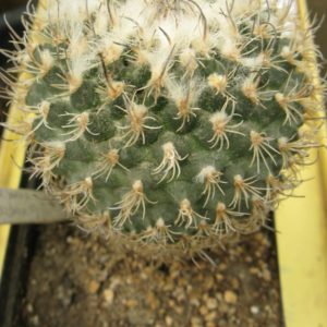 Gymnocactus saueri v verduscoi MZ656 насіння