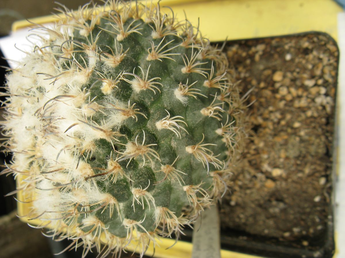 Gymnocactus saueri v verduscoi MZ656 насіння