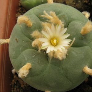 Lophophora diffsa Repp1153 - насіння