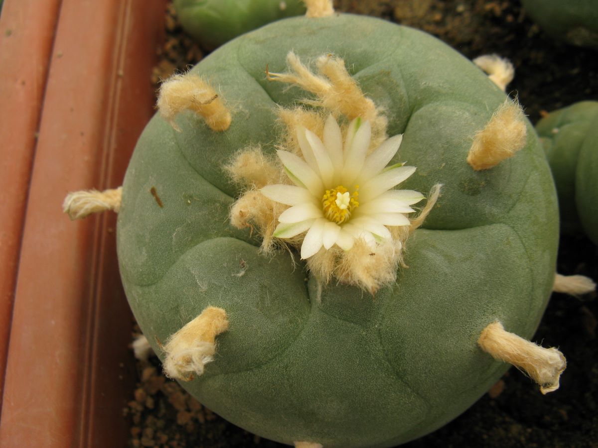 Lophophora diffsa Repp1153 - насіння