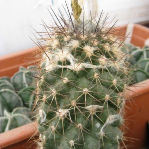 Copiapoa humilis v longispina RS1940A насіння