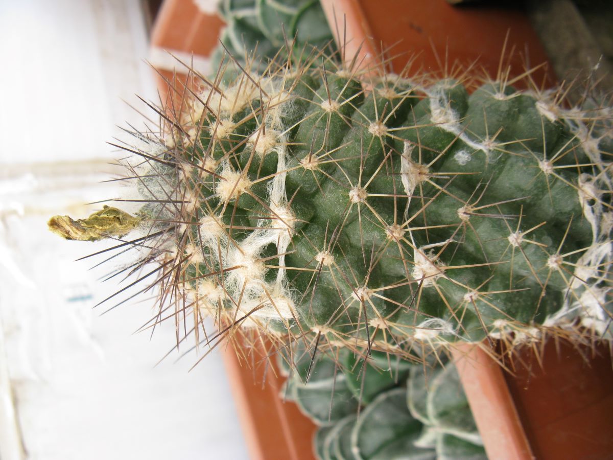 Copiapoa humilis v longispina RS1940A насіння