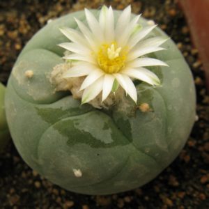 Lophophora diffusa KMR146 - насіння