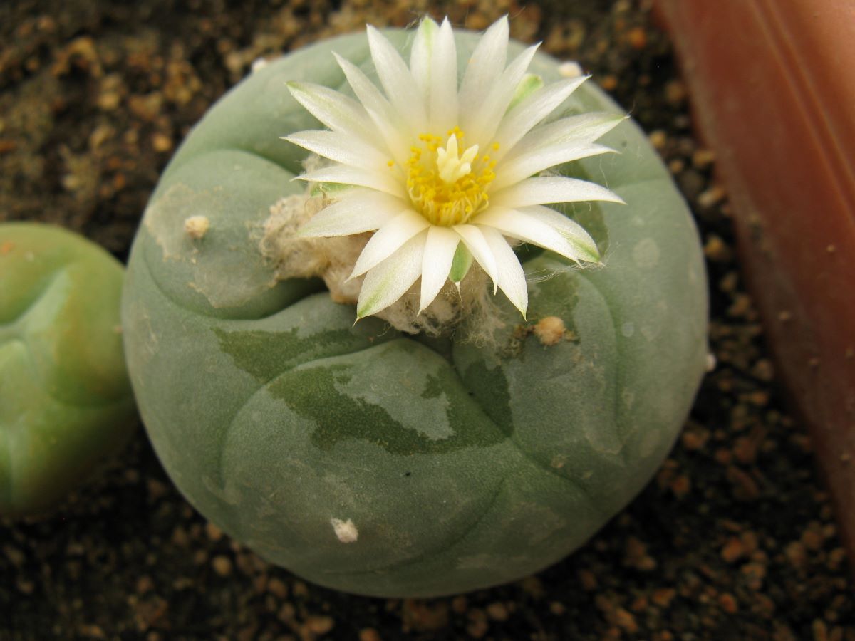 Lophophora diffusa KMR146 - насіння