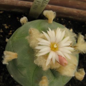 Lophophora diffusa RS476 -насіння