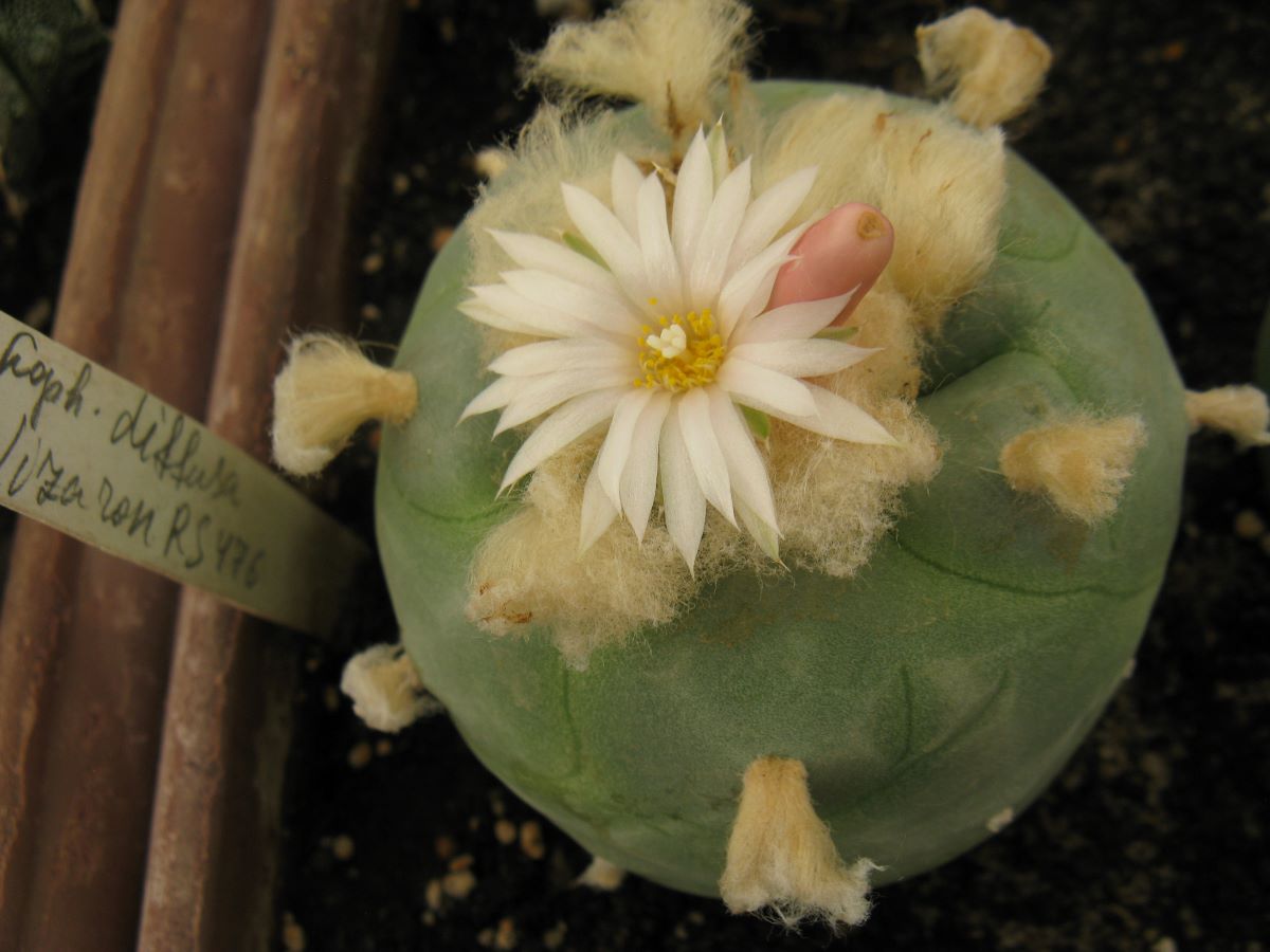 Lophophora diffusa RS476 -насіння