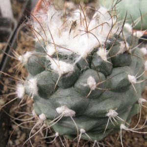 Turinicarpus laui MZ649 насіння