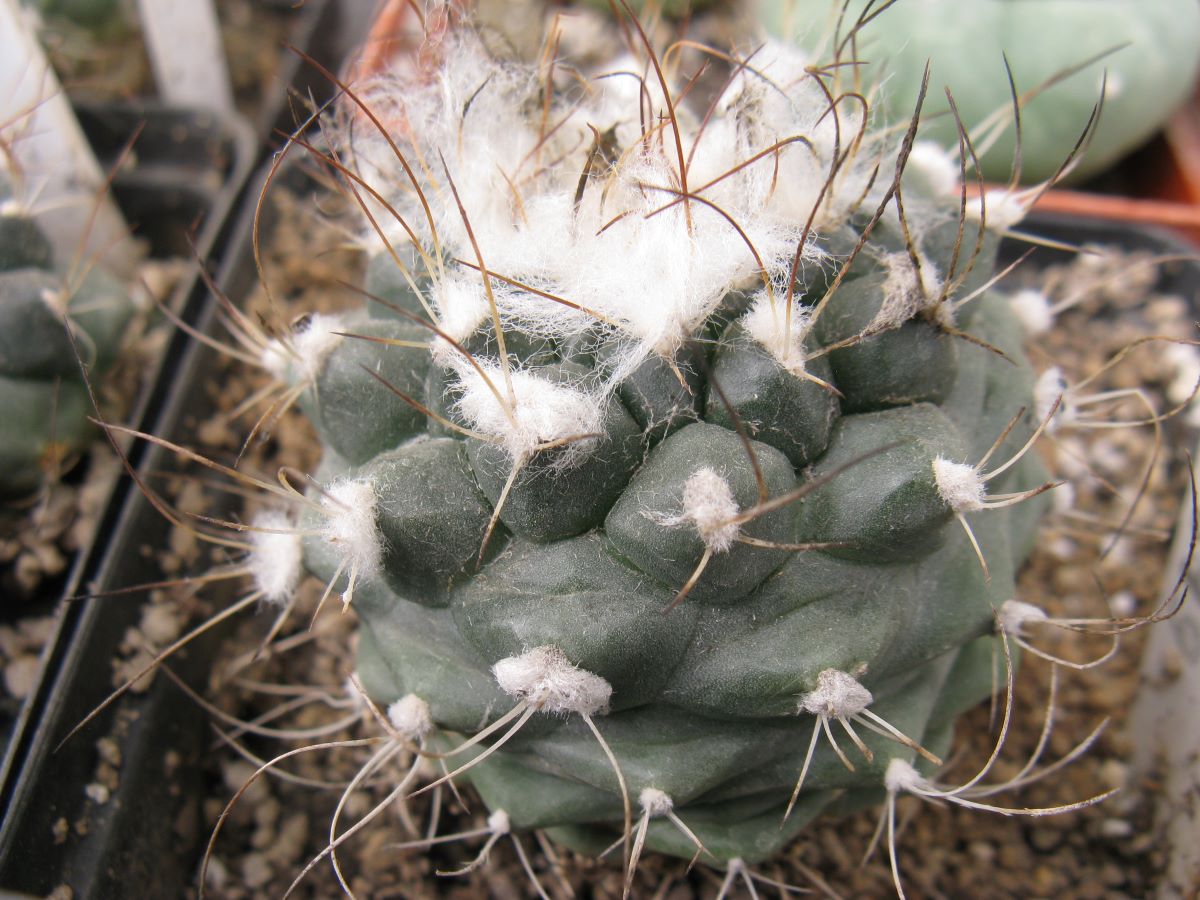 Turinicarpus laui MZ649 насіння