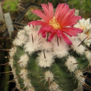 Parodia subteranea, Iscayacho насіння