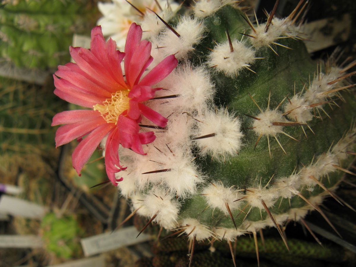 Parodia subteranea, Iscayacho насіння