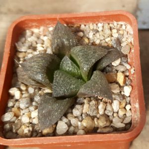Haworthia splendens
