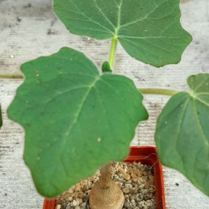 Uncarina roeoesliana