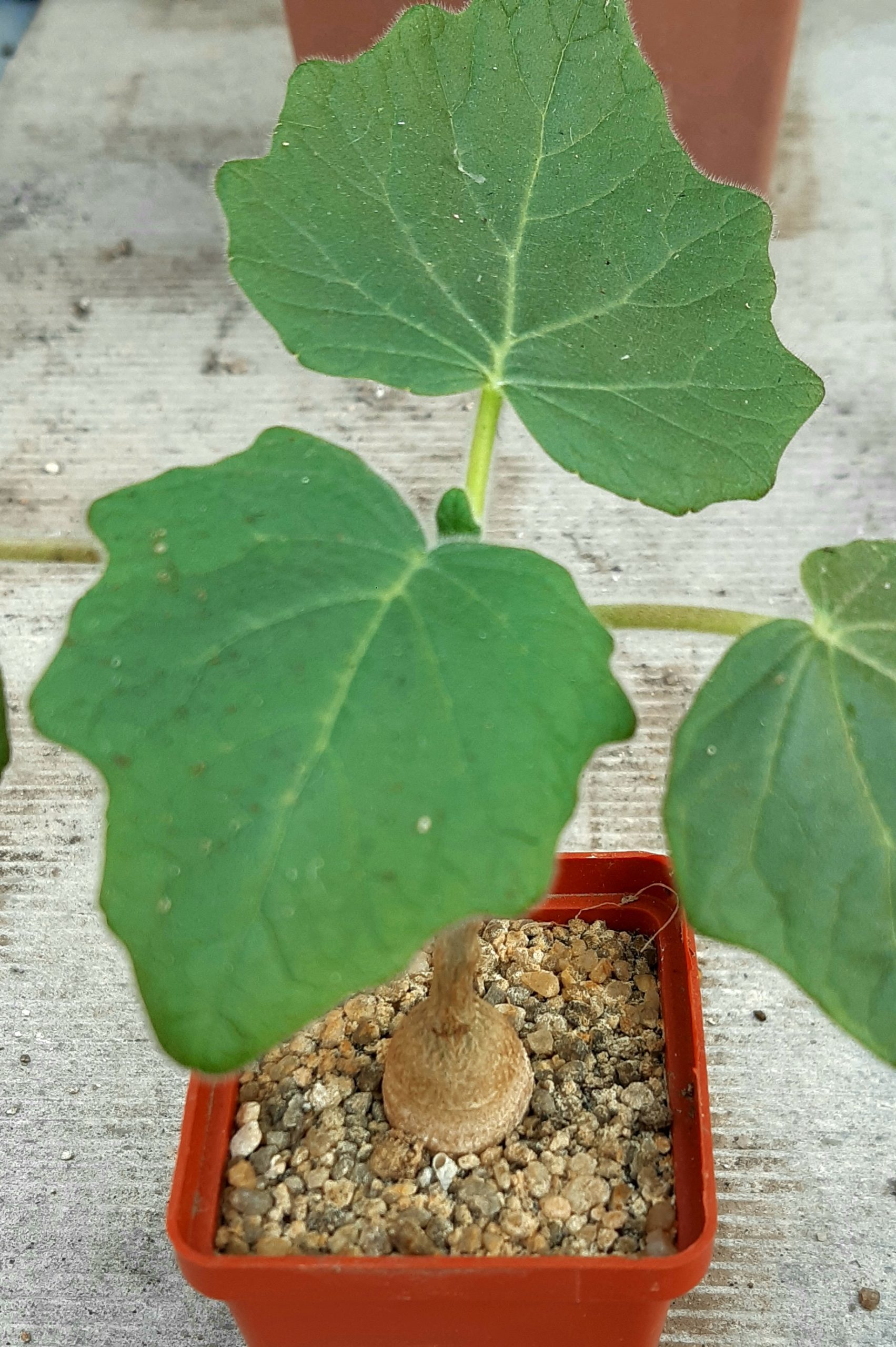Uncarina roeoesliana