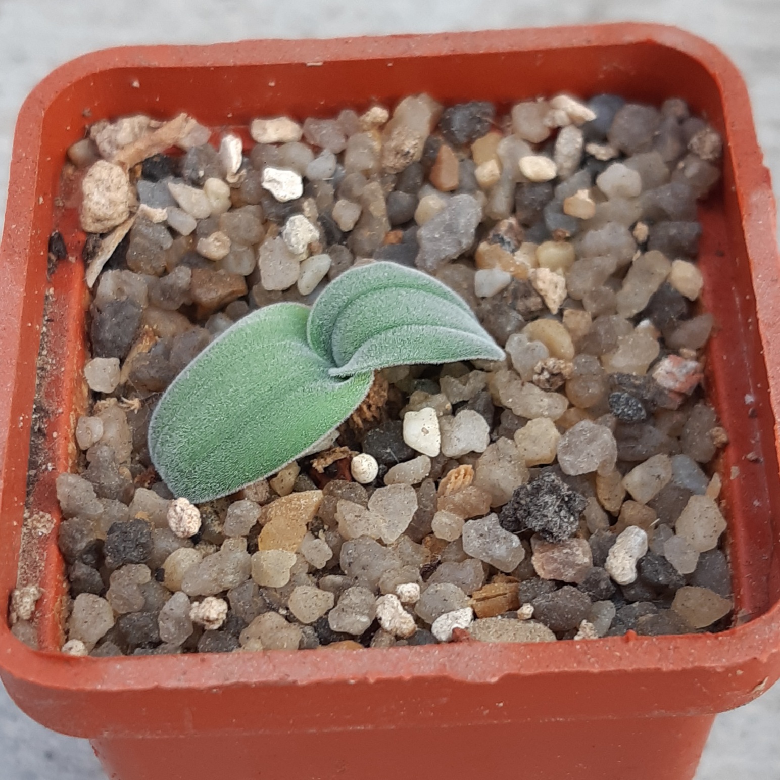 Drimia platyphylla anomala, Verkeerdedraai