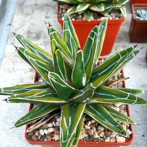 Agave victoriae-reginae yellow marginata