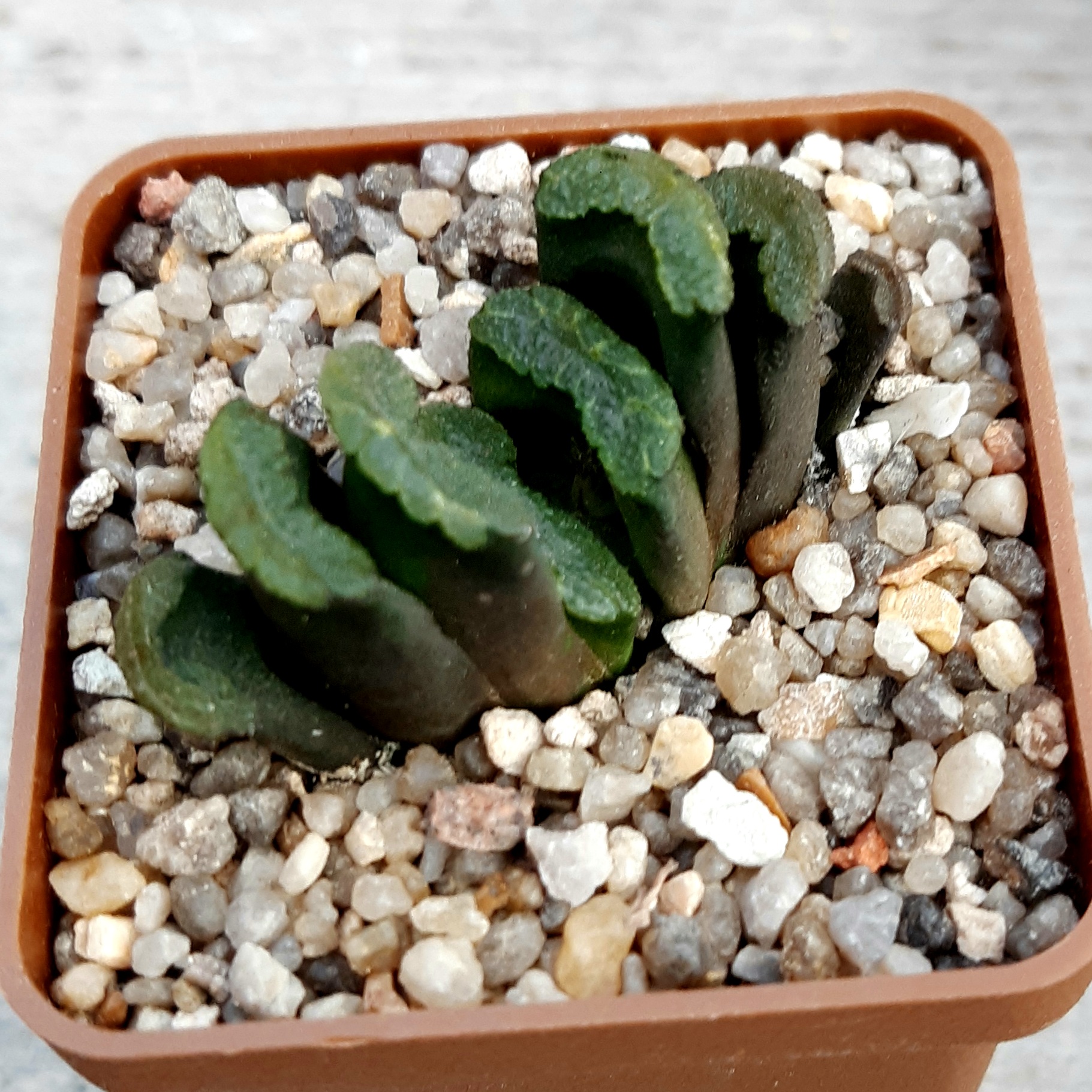 Haworthia truncata (x truncata 'Kageboshi')