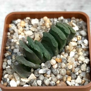 Haworthia truncata (x truncata 'Kageboshi')
