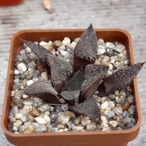 Haworthia selection #12 (x 'Yumedono')