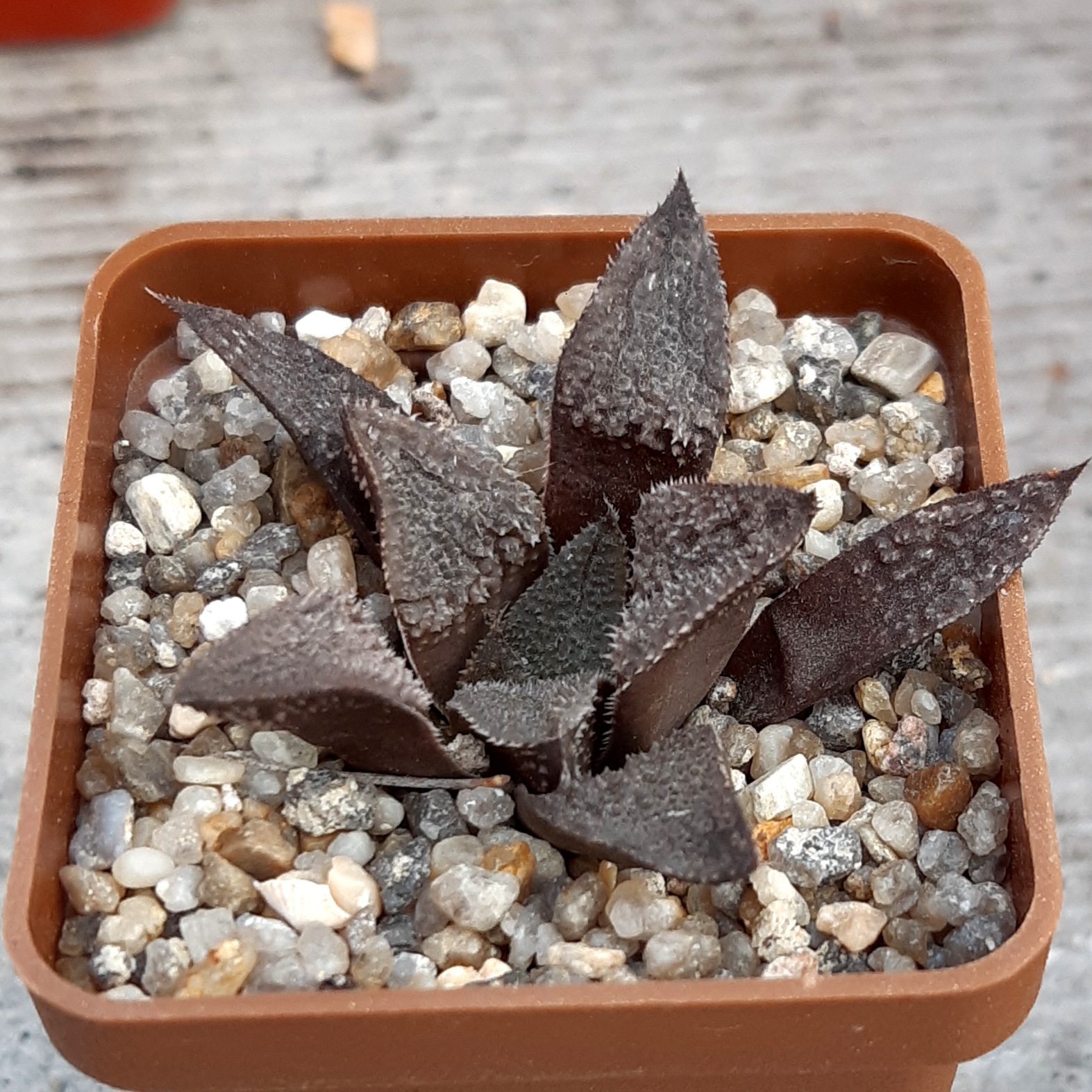 Haworthia selection #12 (x 'Yumedono')