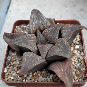 Haworthia picsplendens (ex ZL)