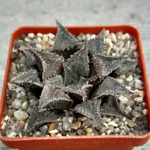 Haworthia selection #11