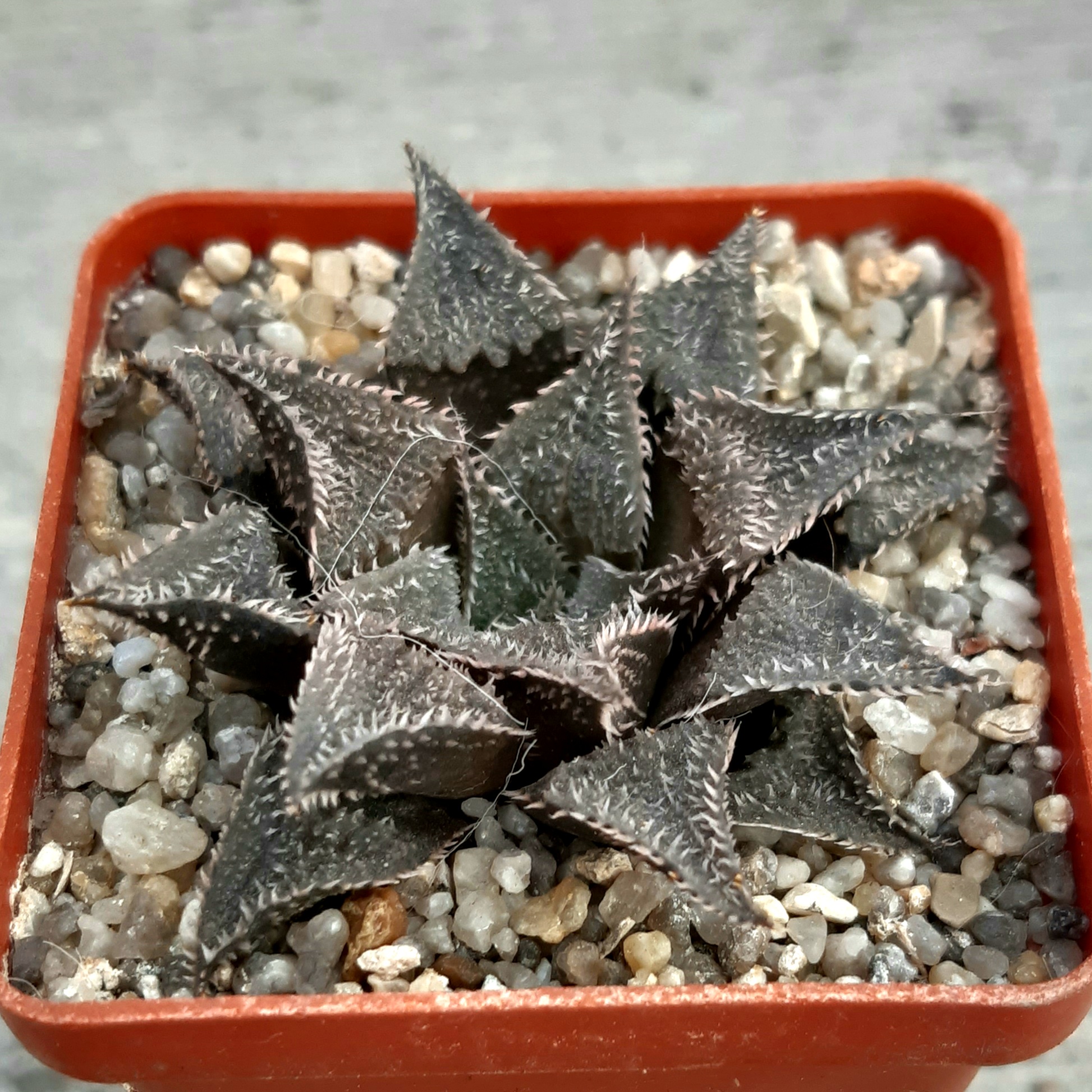 Haworthia selection #11