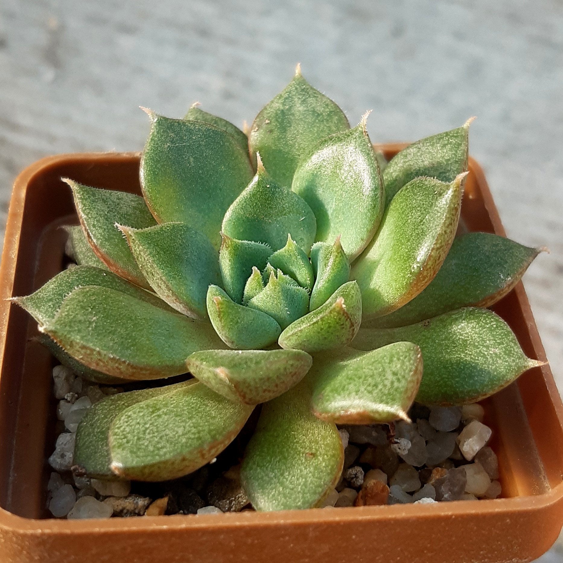 Echeveria purpusorum hybr
