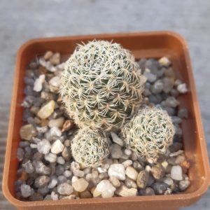 Sulcorebutia albissima KK1214