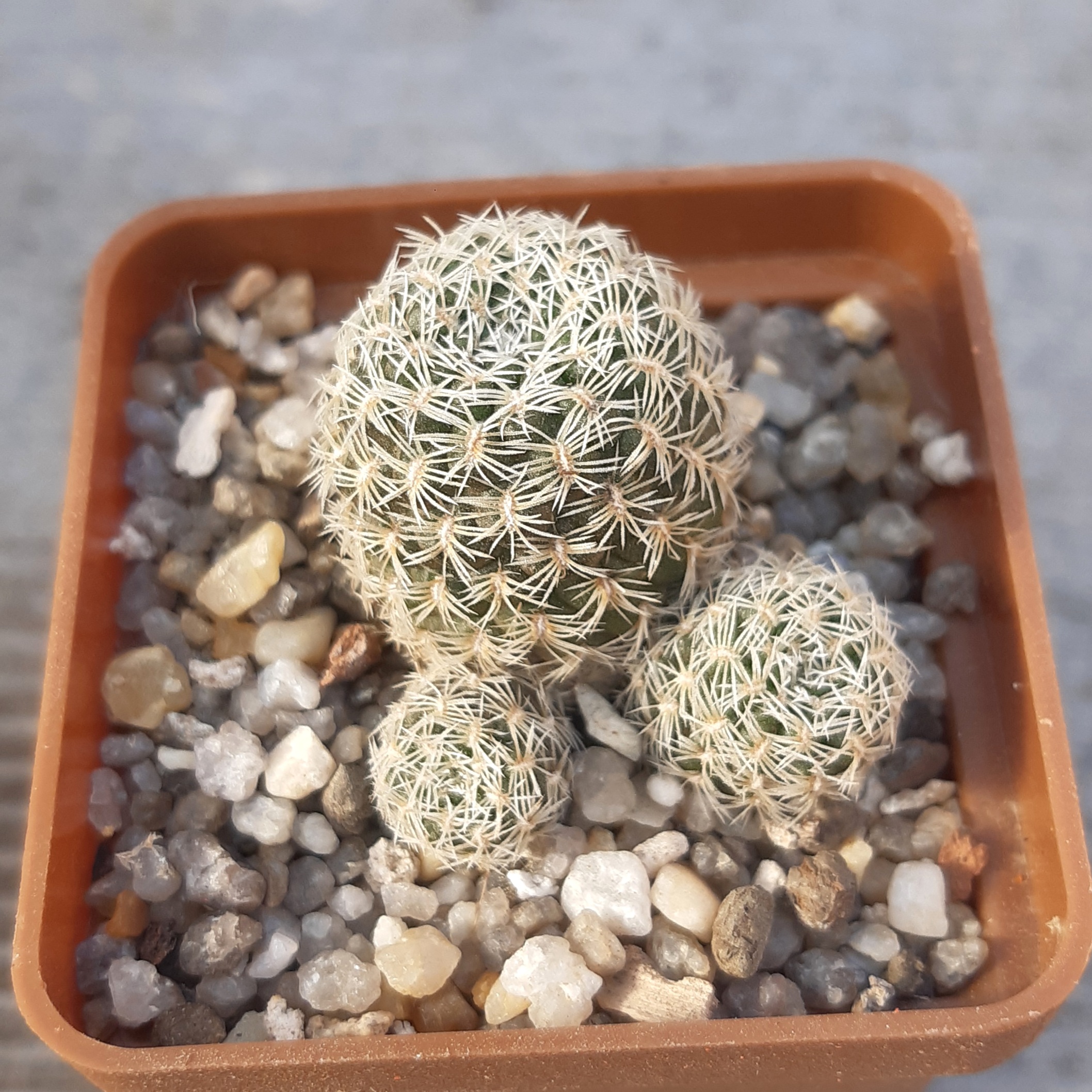 Sulcorebutia albissima KK1214