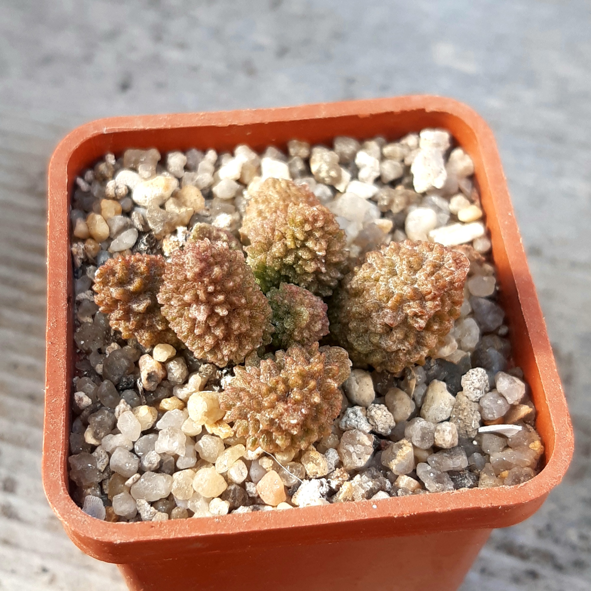 Adromischus marianiae 'herrei' Kourkammaberg