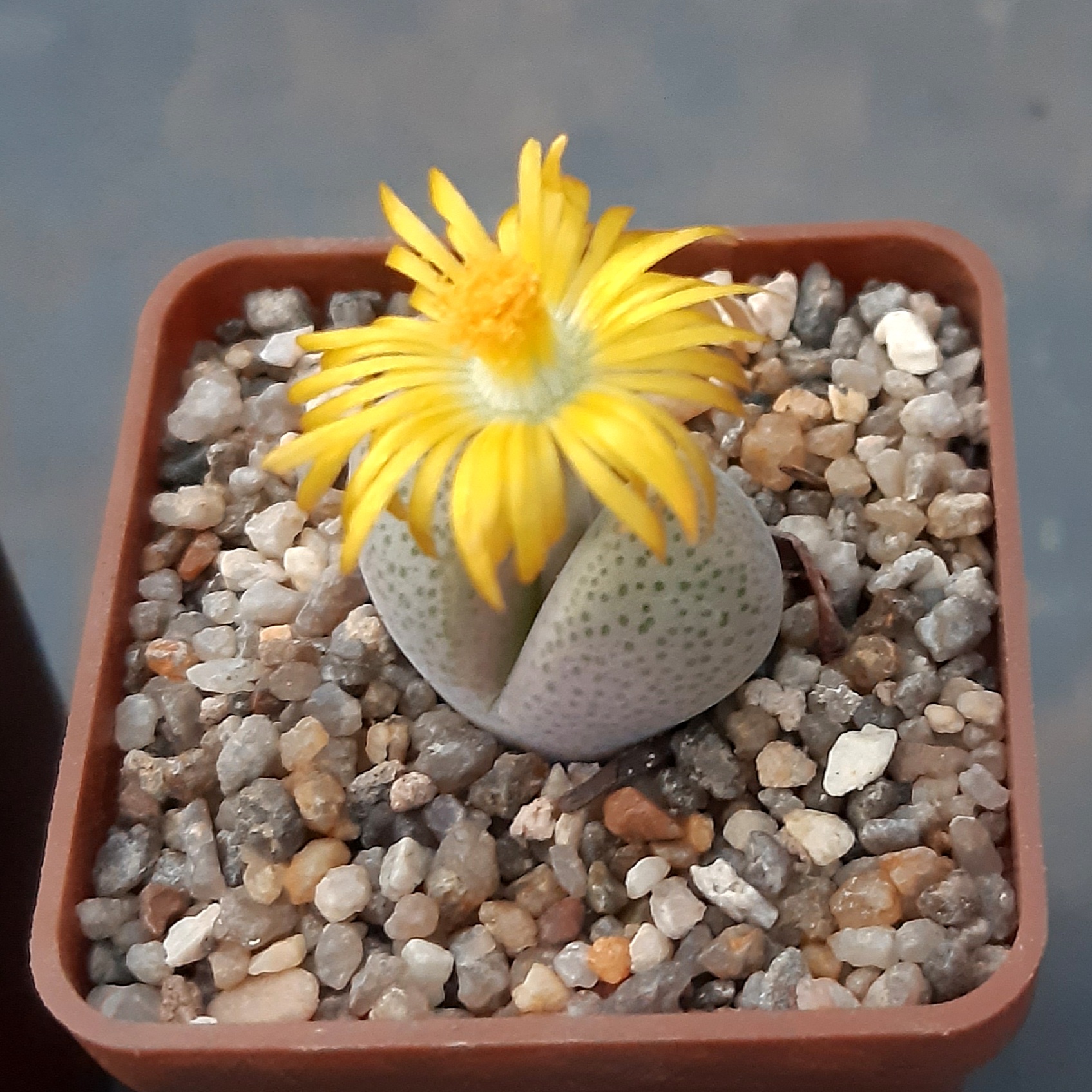 Dinteranthus microspermus Sperlingsputs (1479.6) yellow fl