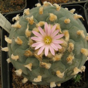 Lophophora fricii f decipiens -насіння
