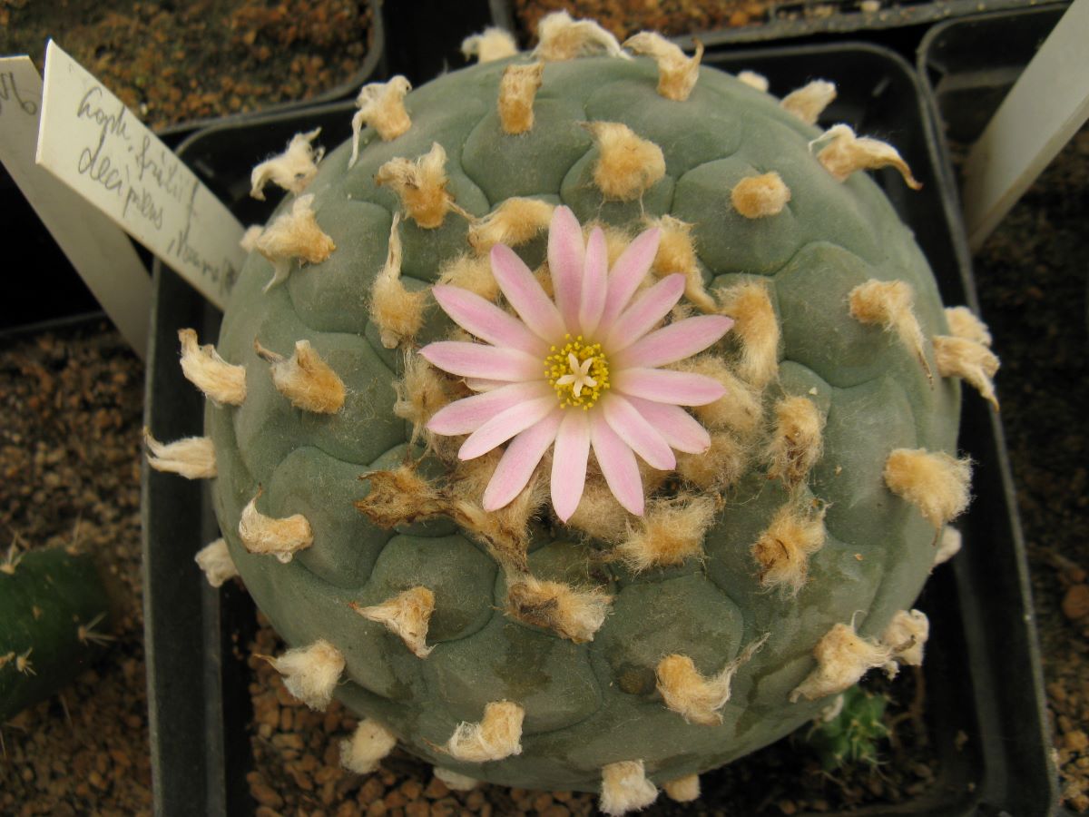 Lophophora fricii f decipiens -насіння